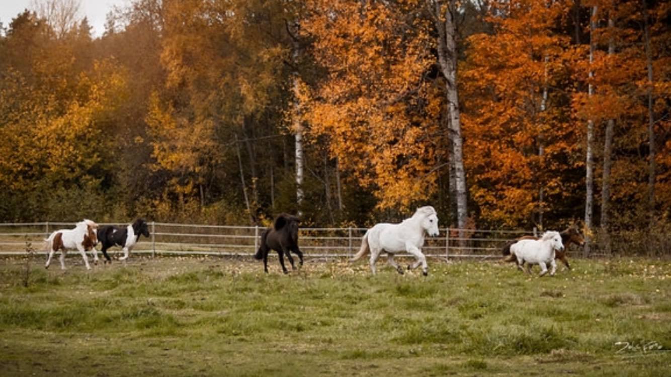 Björntorpets Islandshästgård